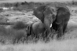 Elefanten-11.jpg