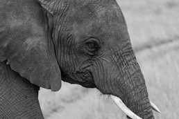 Elefanten-12.jpg