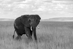 Elefanten-14.jpg