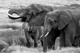 Elefanten-16.jpg