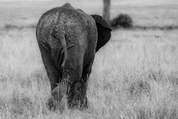 Elefanten-17.jpg