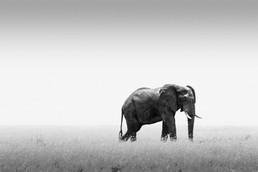 Elefanten-2.jpg