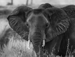 Elefanten-3.jpg