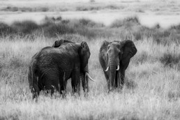 Elefanten-4.jpg