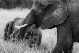 Elefanten-5.jpg