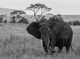 Elefanten-7.jpg