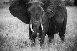 Elefanten-8.jpg