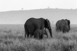 Elefanten-9.jpg